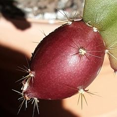 Disocactus ackermannii