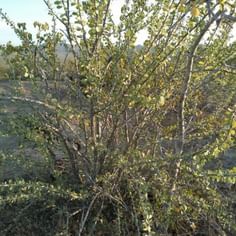 Fouquieria splendens