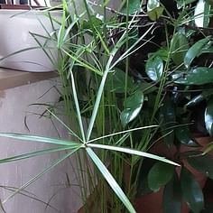 Cyperus alternifolius (Parapluplant)