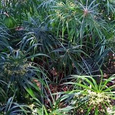 Cyperus alternifolius (Parapluplant)