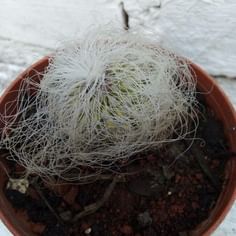 Cephalocereus senilis (Old Man Cactus)