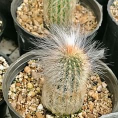 Cephalocereus senilis (Old Man Cactus)
