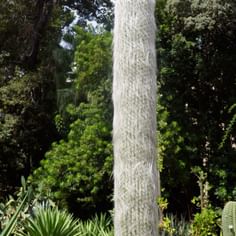 Cephalocereus senilis (Old Man Cactus)