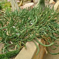 Euphorbia caput-medusae (Medusa's Head)