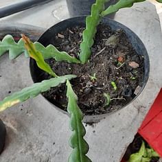 Disocactus ackermannii