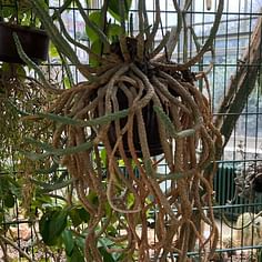 Euphorbia caput-medusae (Medusa's Head)