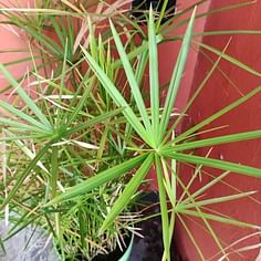 Cyperus alternifolius (Parapluplant)