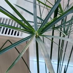Cyperus alternifolius (Parapluplant)