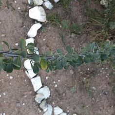 Fouquieria splendens