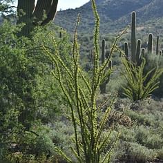 Fouquieria splendens