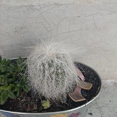 Cephalocereus senilis (Old Man Cactus)