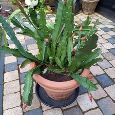 Disocactus ackermannii