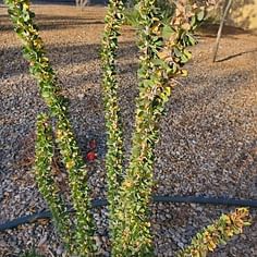 Fouquieria splendens