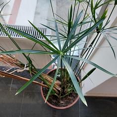 Cyperus alternifolius (Parapluplant)