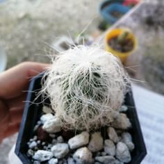 Cephalocereus senilis (Old Man Cactus)