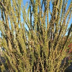 Fouquieria splendens