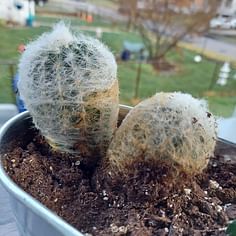 Cephalocereus senilis (Old Man Cactus)