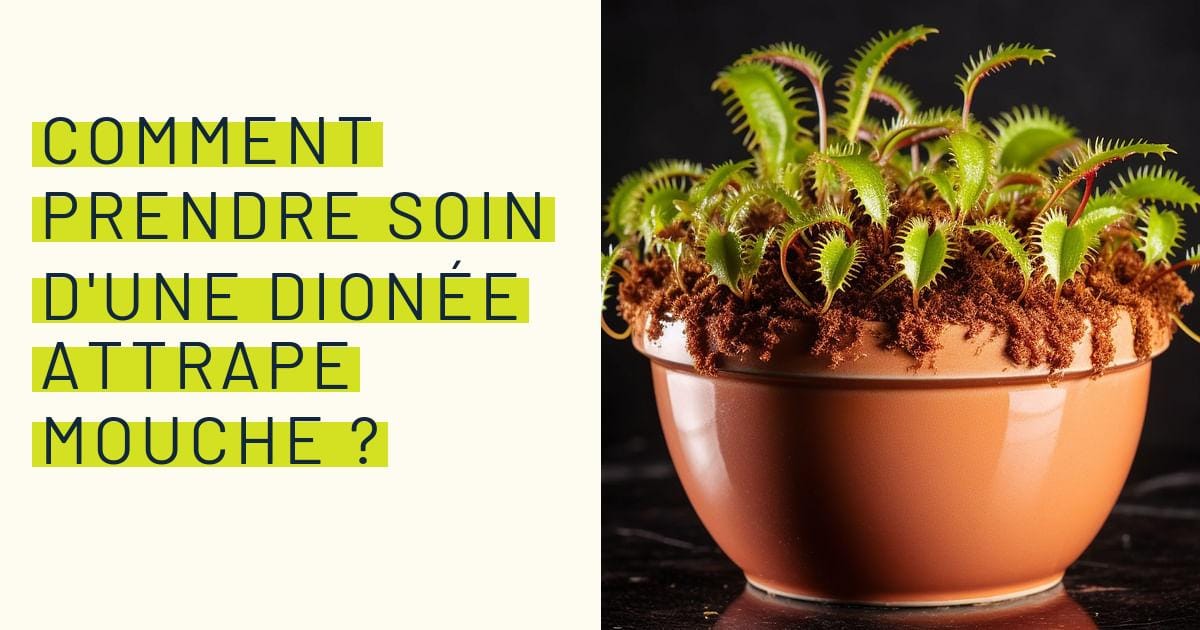 Spazzolone Tampico Connex COX781591 - Per Catramista, 23cm, Con Foro Per Manico, Setole In Fibra - Foto 3