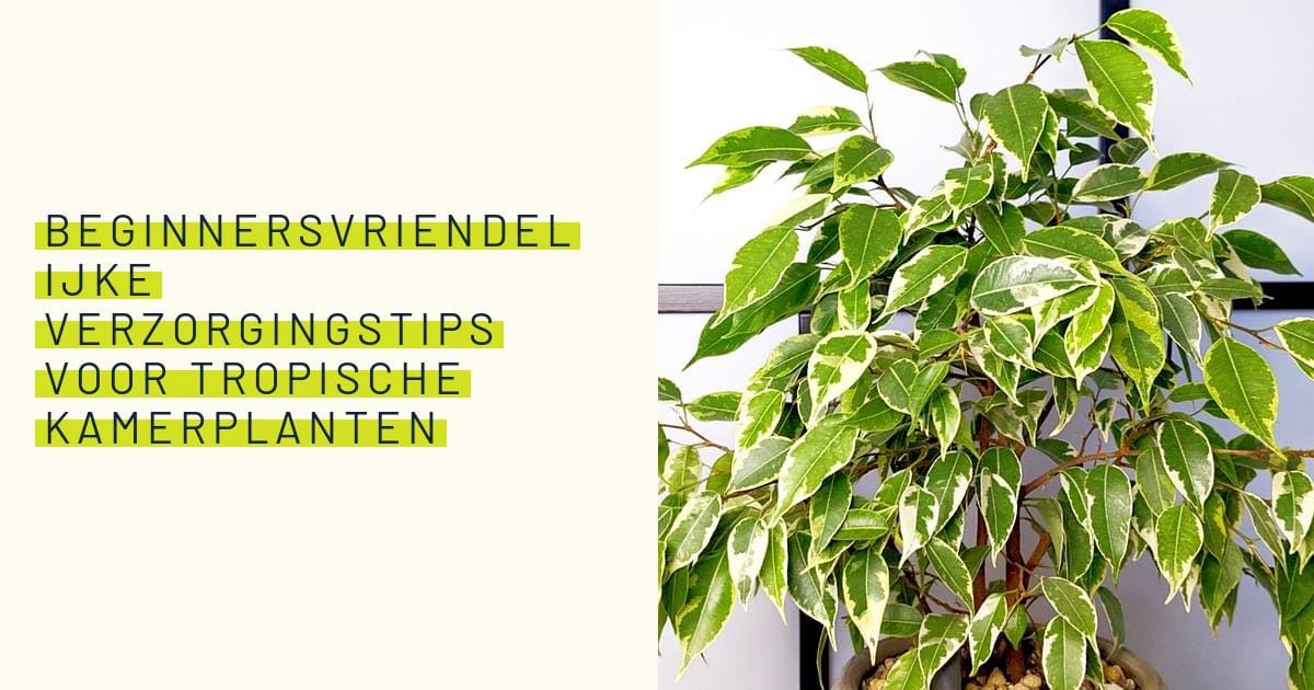 Houdingcorrectie Set - Verbeter Je Houding en Verminder Pijn | bol Houdingcorrectie Set - Verbeter Je Houding en Verminder Pijn | bol