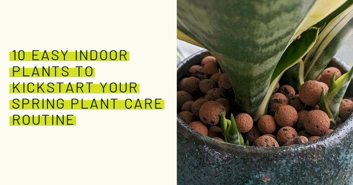10 Easy indoor plants to kickstart your spring plant care routine