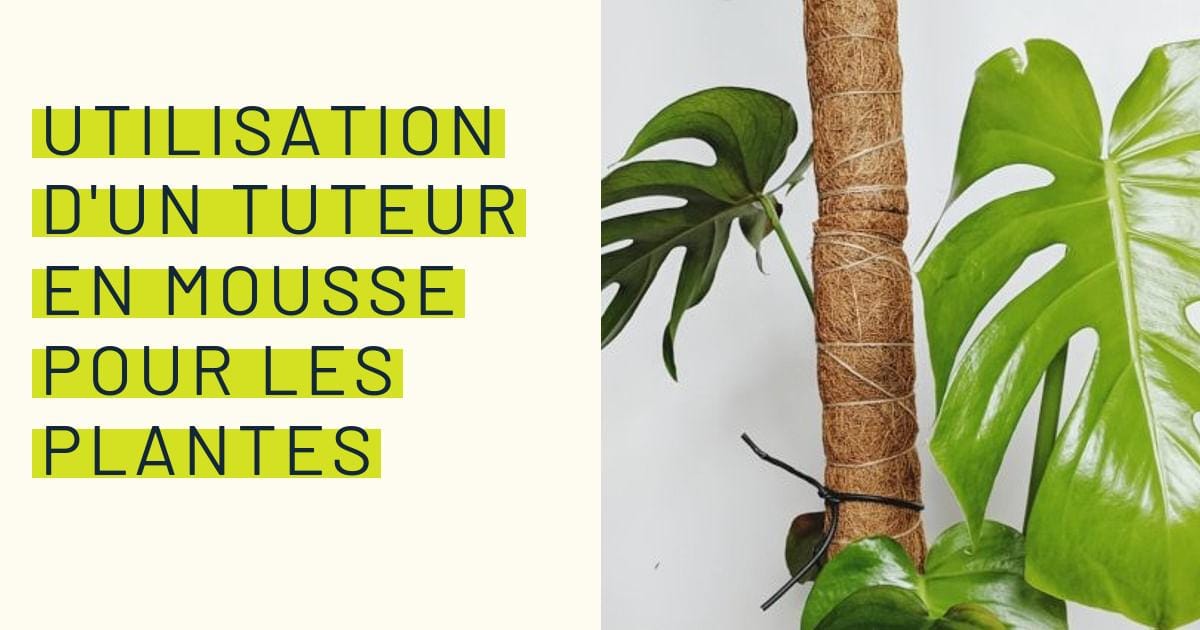 Utilisation D un Tuteur En Mousse Pour Les Plantes utilisation-d-un-tuteur-en-mousse-pour-les-plantes