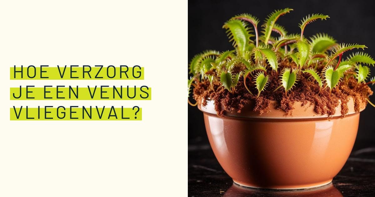 Hoe verzorg je een Venus Vliegenval?