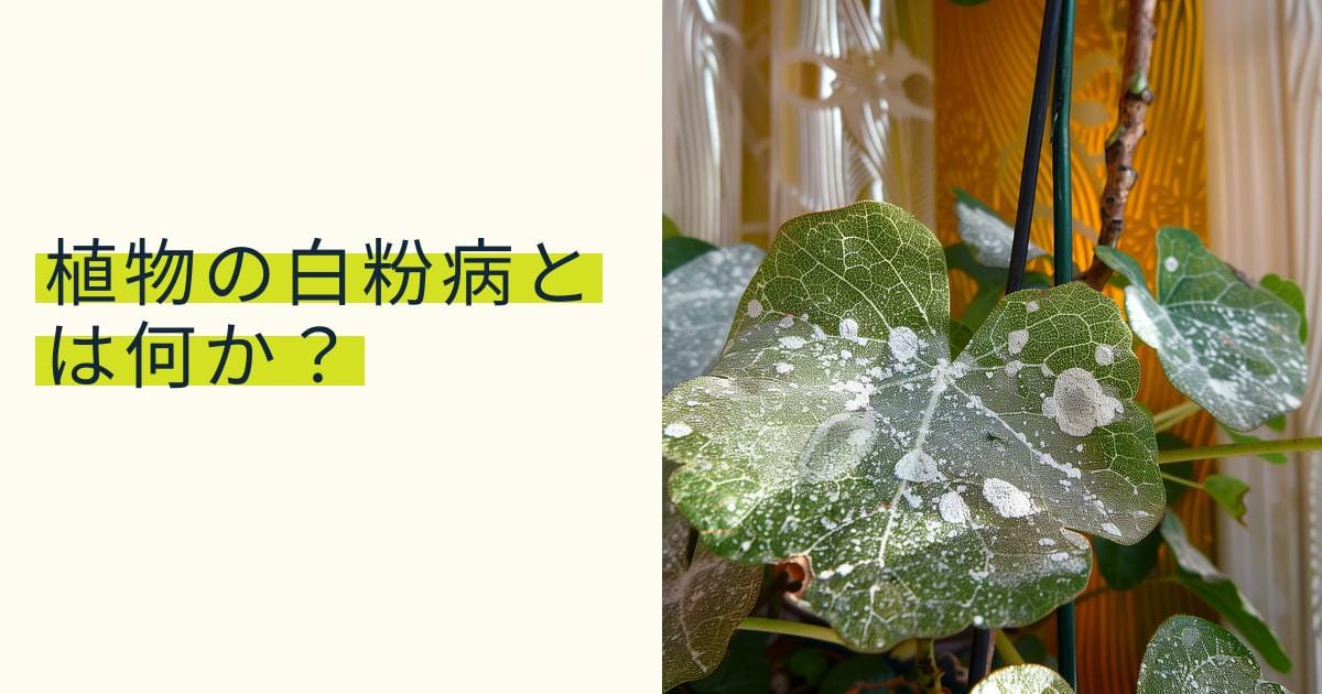植物の白粉病とは何か?