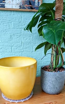 How to repot your plants in Leca