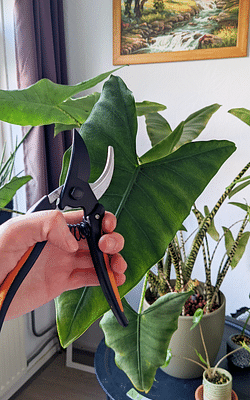 Why you should prune your plant