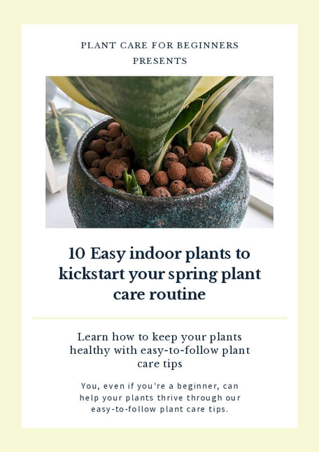 10 Easy Indoor Plants to Kickstart Your Spring Plant Care Routine