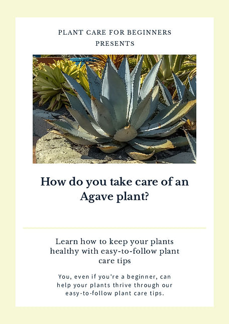 How do you take care of an Agave plant?