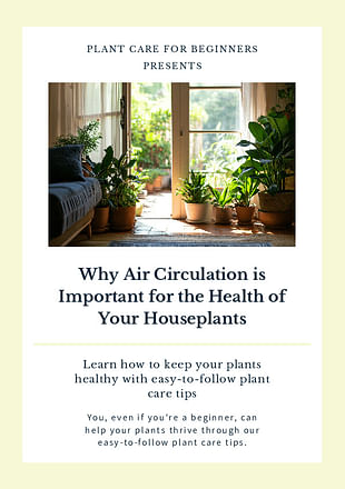 Why Air Circulation is Important for the Health of Your Houseplants