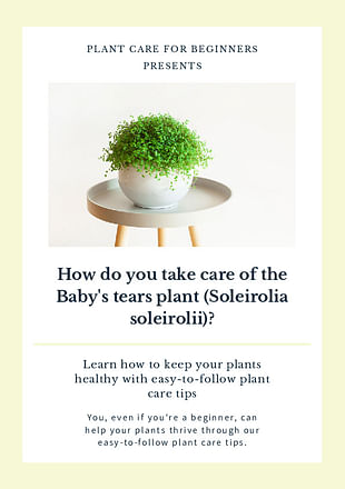 How do you take care of the Baby's tears plant (Soleirolia soleirolii)?