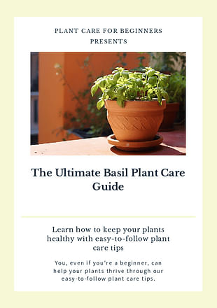 The Ultimate Basil Plant Care Guide