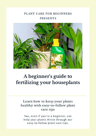 A beginner's guide to fertilizing your houseplants