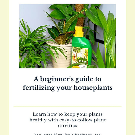 A beginner's guide to fertilizing your houseplants