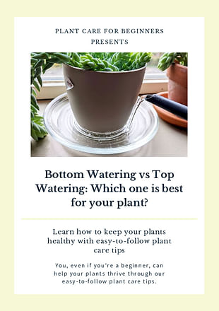 Bottom Watering vs Top Watering: Which one is best for your plant?