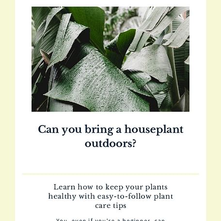 Can you bring a houseplant outdoors?