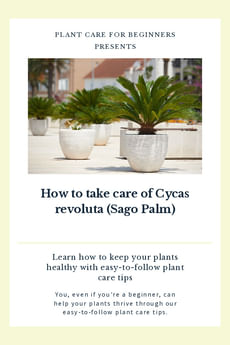 How to take care of Cycas revoluta (Sago Palm)