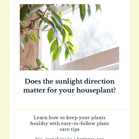 Does the sunlight direction matter for your houseplant?