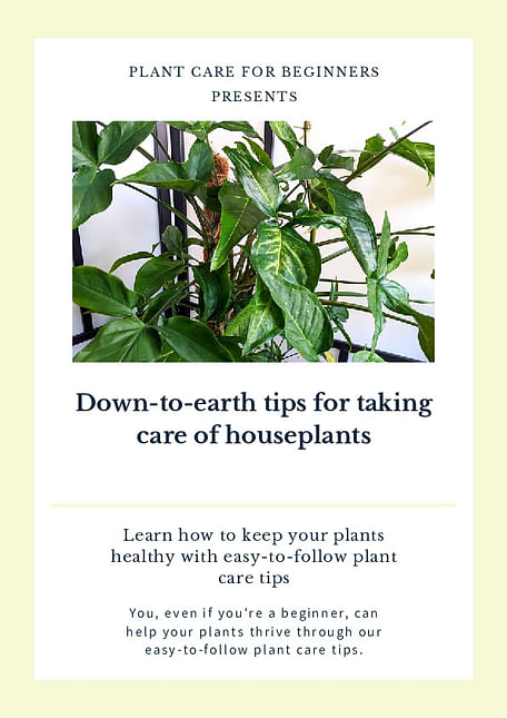 Down-to-earth tips for taking care of houseplants