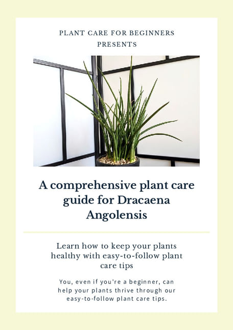 A comprehensive plant care guide for Dracaena Angolensis