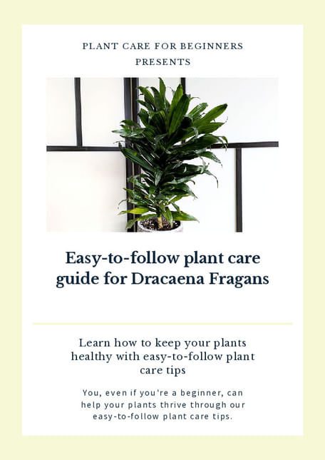 Easy-to-follow plant care guide for Dracaena Fragans