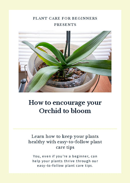 How to encourage your Orchid to bloom