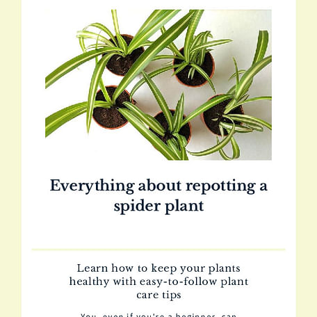 Everything about repotting a spider plant