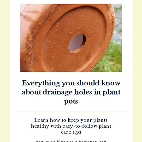 Everything you should know about drainage holes in plant pots