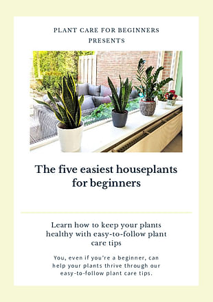 The five easiest houseplants for beginners