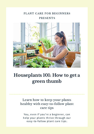 Houseplants 101: How to get a green thumb