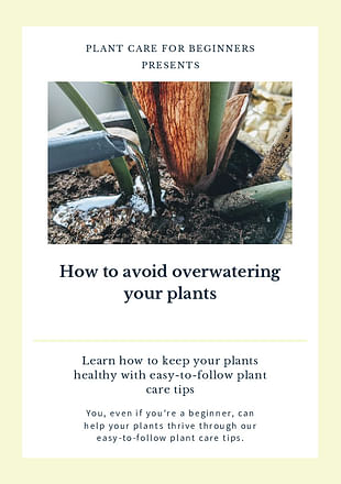 How to avoid overwatering your plants