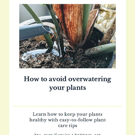 How to avoid overwatering your plants